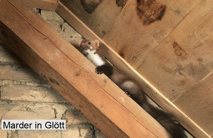 Marder in Glött